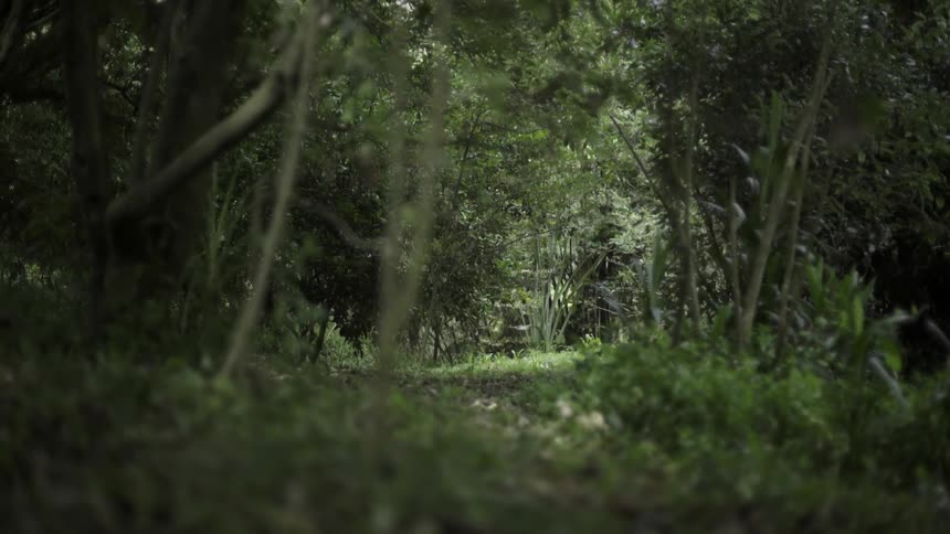 Trees and Plants Growing in Woods Creating Calm Green Forest Ambience for Nature.