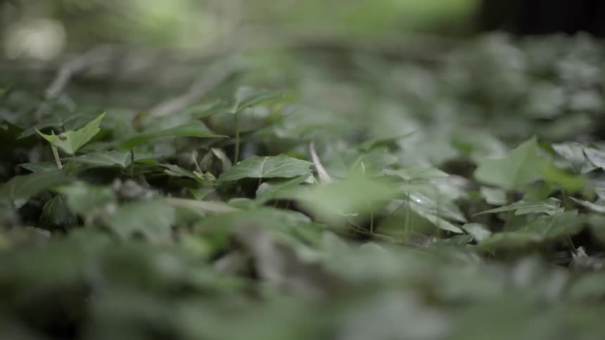 Green Leaves on the Forest Ground Creating Serene Natural Texture and Calm Ambience.