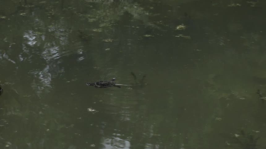 Turtle Swimming in Green Pond Water Among Aquatic Plants in Peaceful Nature.