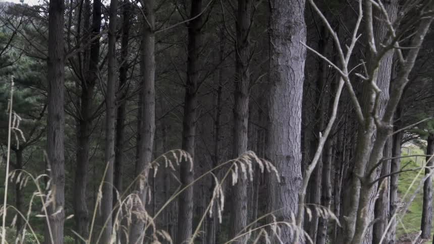 Tall Trees Growing Deep in Quiet Woods Evoking Calm Reflection and Natural Solitude.