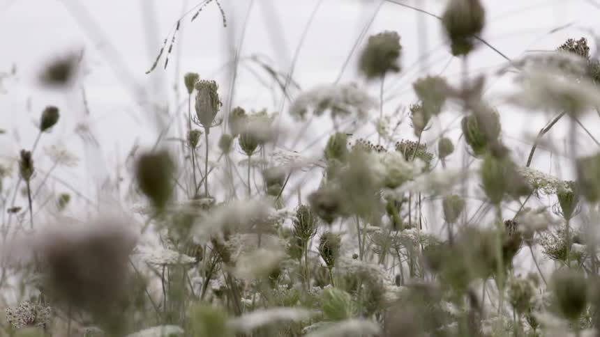 Flowers Blooming in a Field With Gentle Breeze and Natural Outdoor Beauty.