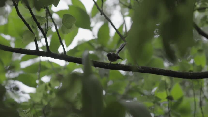 Bird Sitting on a Tree Branch Among Leaves in Peaceful Natural Setting.