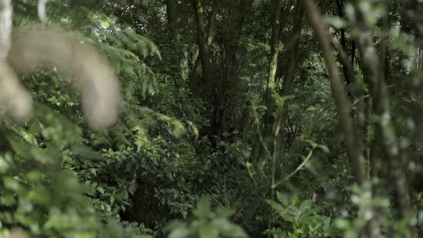 Trees Growing in the Woods With Lush Green Foliage for Peaceful Nature Ambience.