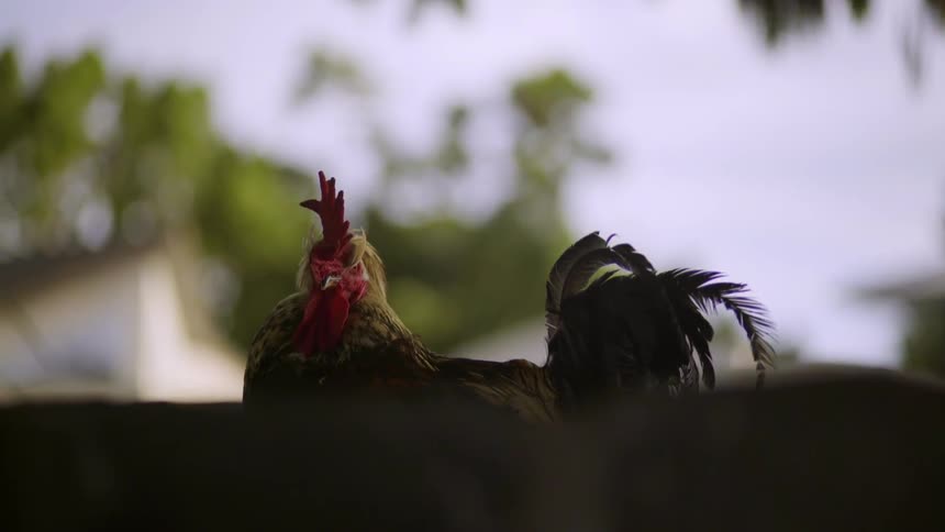 A rooster is sitting outside on a sunny day