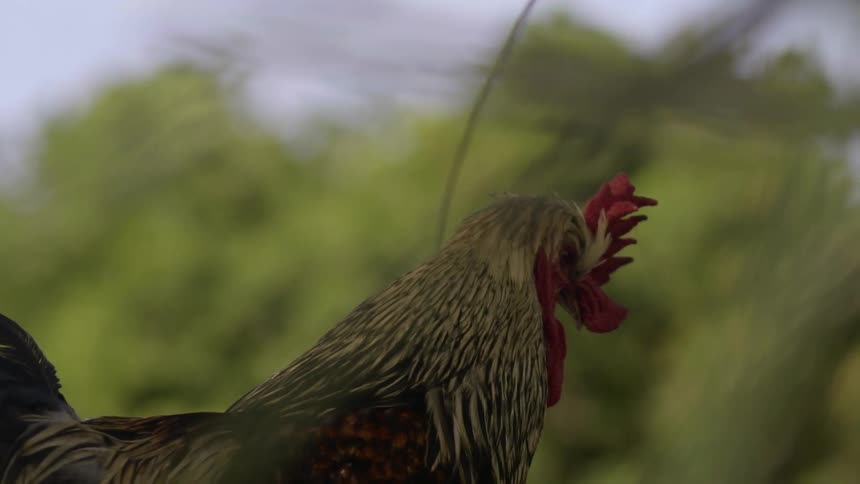 A rooster stands by a fence on a sunny day
