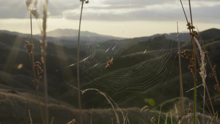 A spider is spinning a web before a large mountain range