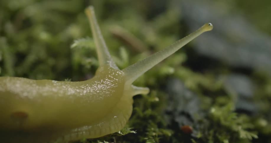 A slug is moving across moss
