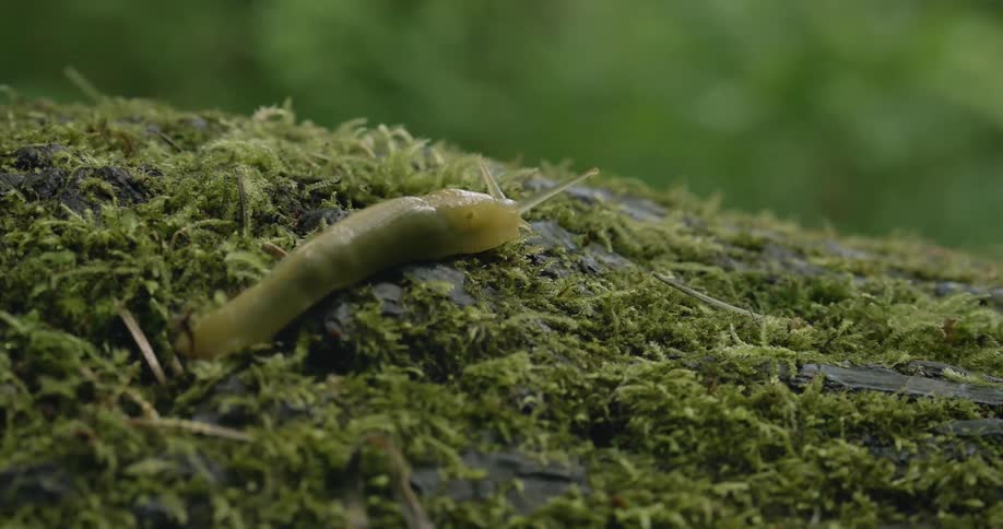 A small slug crawls slowly over moss