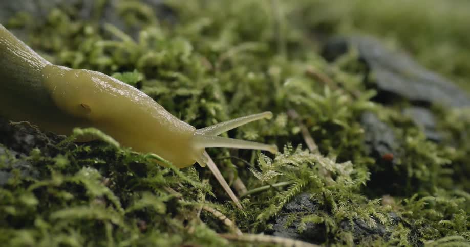 A slug crawls on the ground
