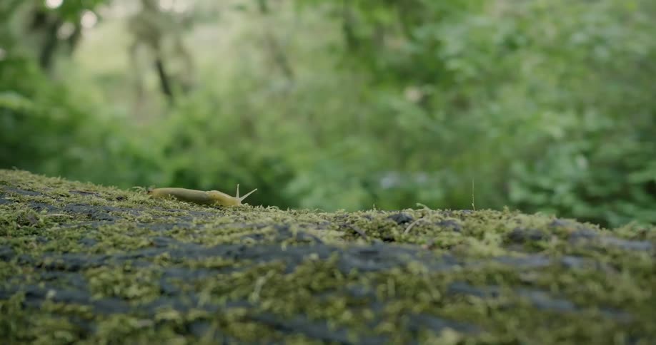 A slug crawls on the ground