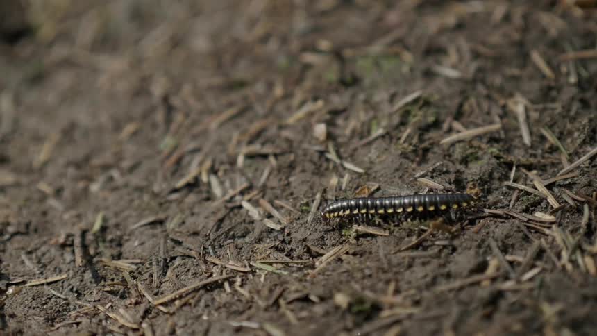 A centipede crawls on the ground
