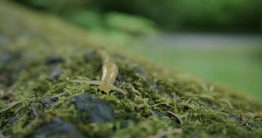 A slug moves along a mossy surface