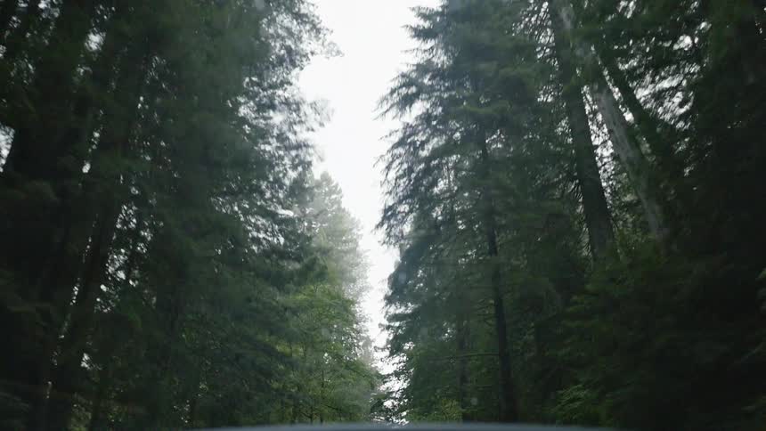 A vehicle is driving between rows of tall trees on a cloudy day