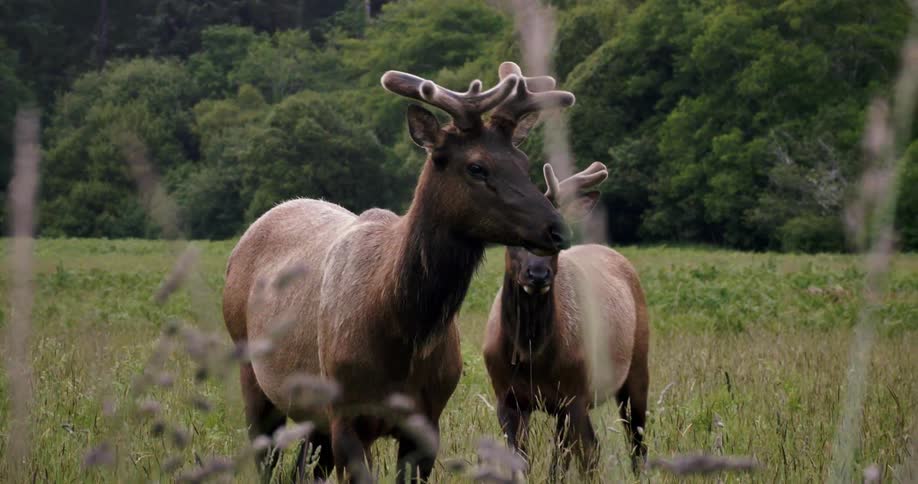 Deers eat in the grass land
