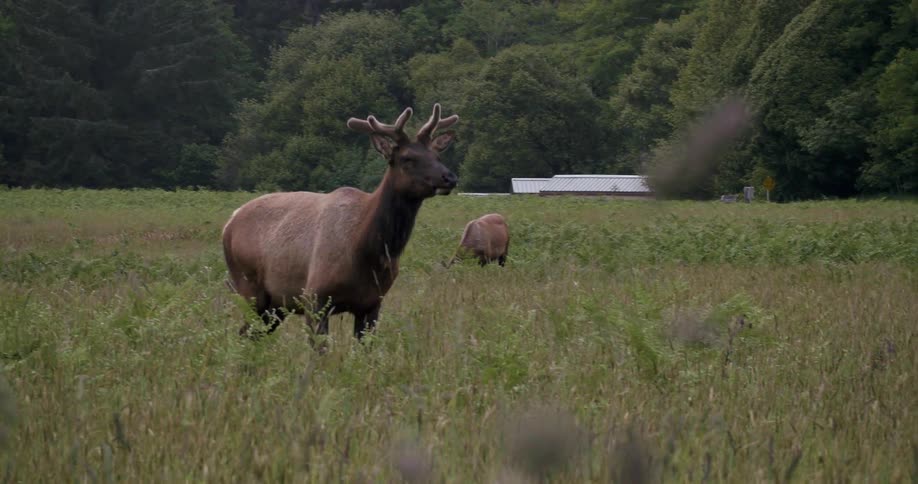 A deer strolls through a field and looks at the camera while other deer graze in the background
