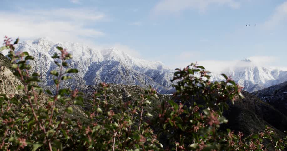 Branches sway in the wind with ice capped mountains on the horizon