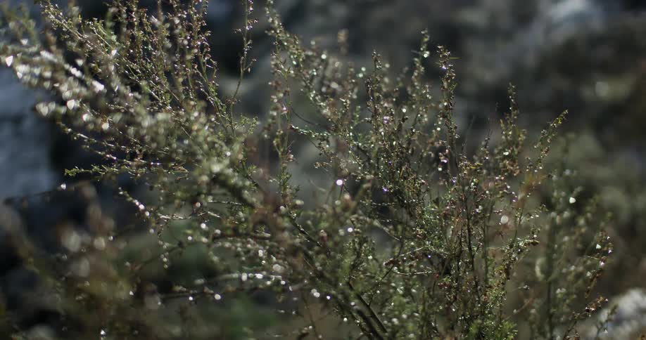 A bush glistens with dewdrops