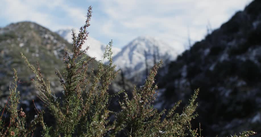 Bushes growing in the mountains