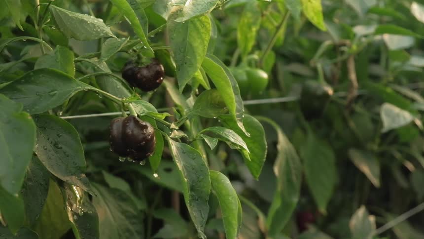 Peppers grow on outdoor pepper plants in a garden