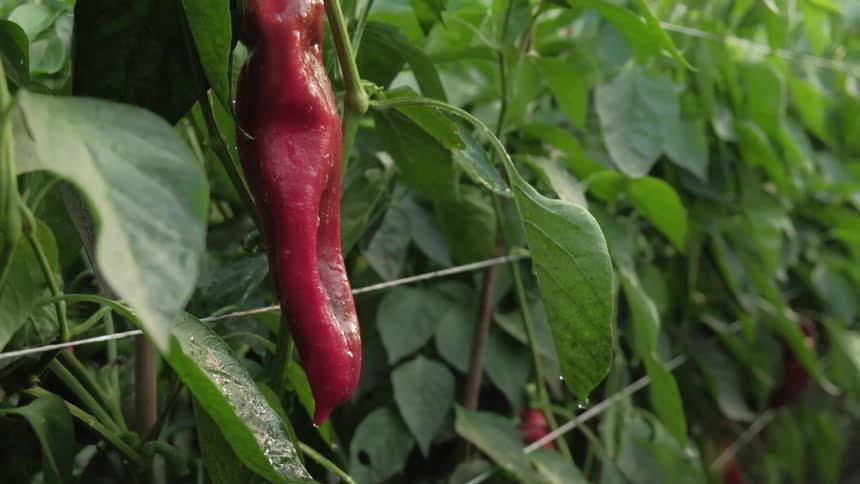 A large dark red pepper hangs from a vine