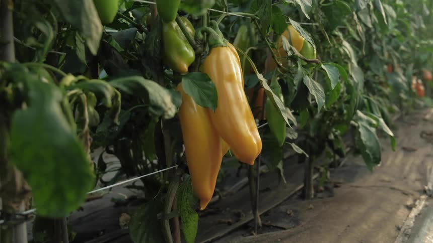 A garden with large peppers hanging from the vine