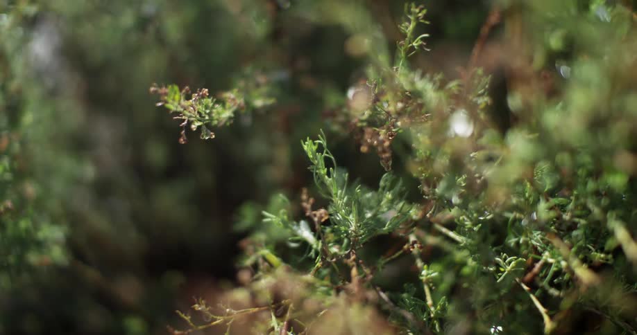 Leaves tremble on a bush