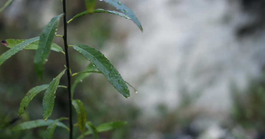 A plant with water droplets is disturbed by wind