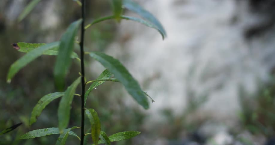 A waterfall in the distance, and droplet covered leaves