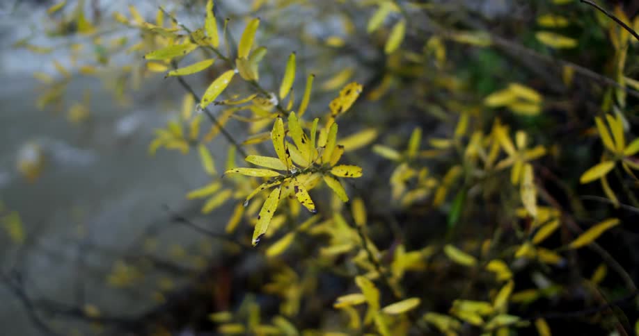 Light green leaves on a branch