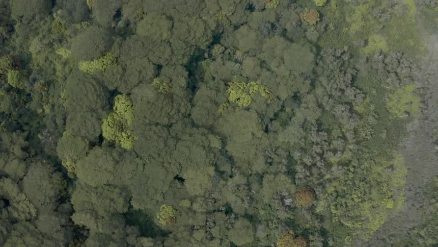Birds eye view of the ground covered in trees and bushes