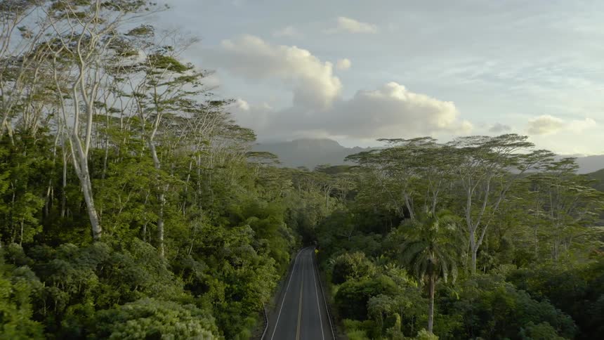 A view from above of an empty road surrounded by trees
