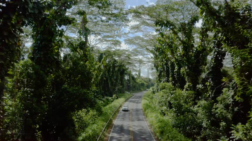 The cars travel on the road between the trees