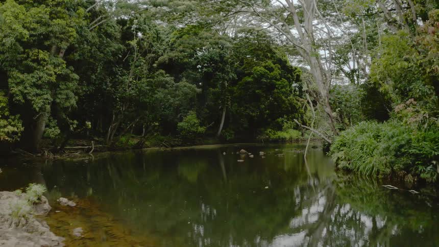 A scenery of a river on the forest
