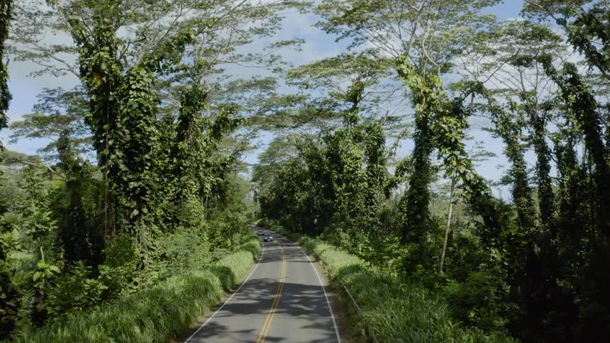 Cars go on one way road in the forest during daylight