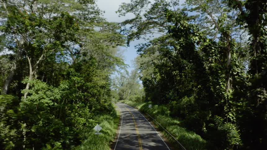 A roadway in the forest
