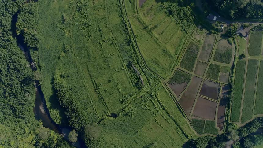 An aerial view of rural fields and trees in summer