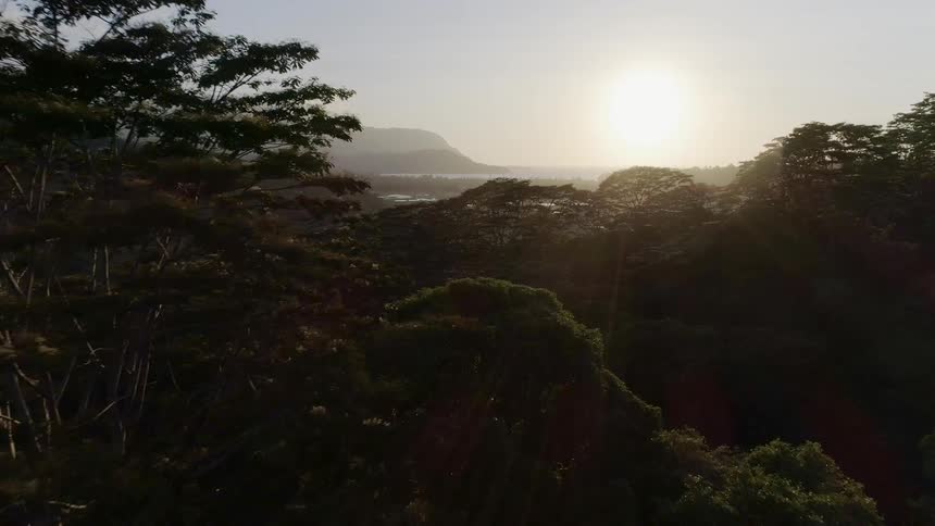 Landscape view of the sun in the distance behind a forest