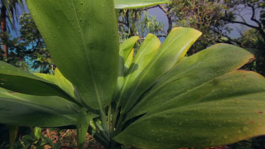 Leaves are shown in the sunlight