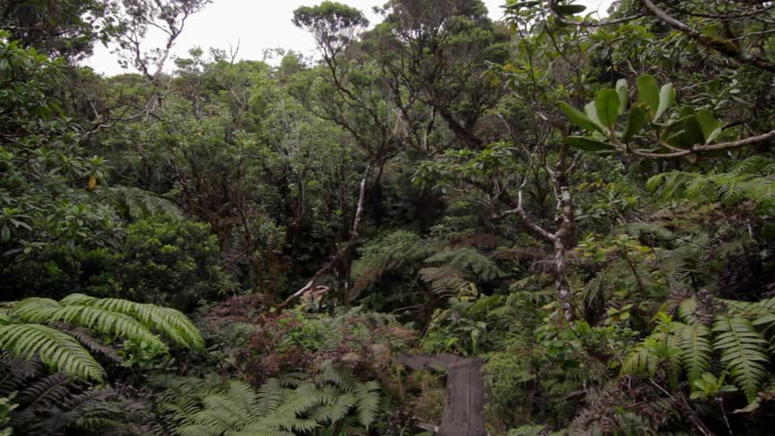 A person is hiking in the jungle