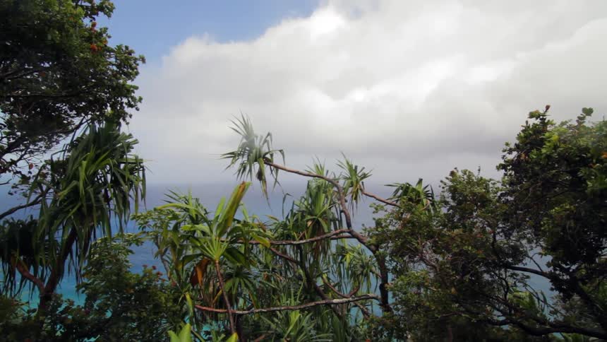 Tall trees line the sky on a cloudy day