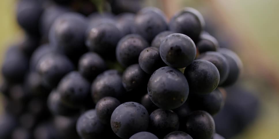 Grapes are shown