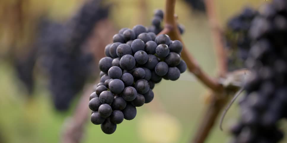 Grapes are growing on a vine
