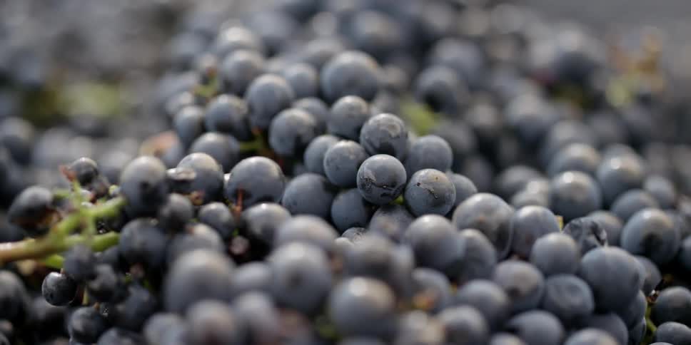 Grapes sit in a pile