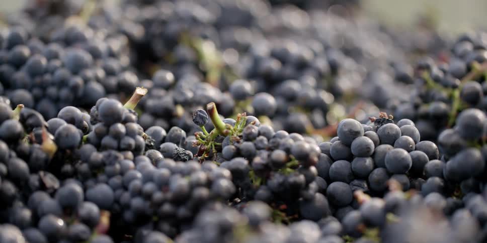 Grapes sit in a pile