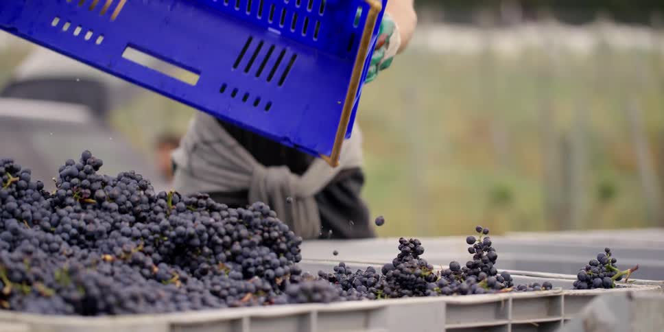 People are pouring grapes