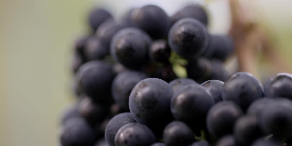 Close up of purple grapes used for wine