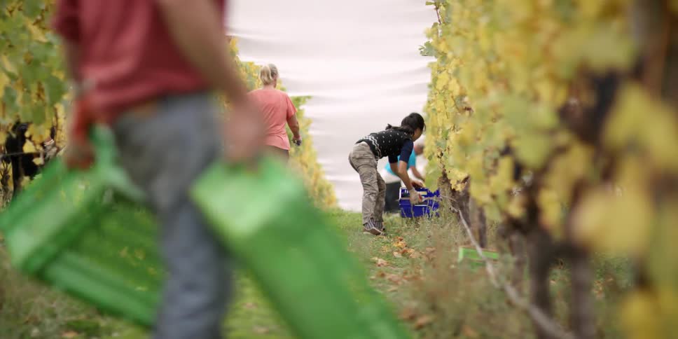 Workers with bins gather grapes in a field