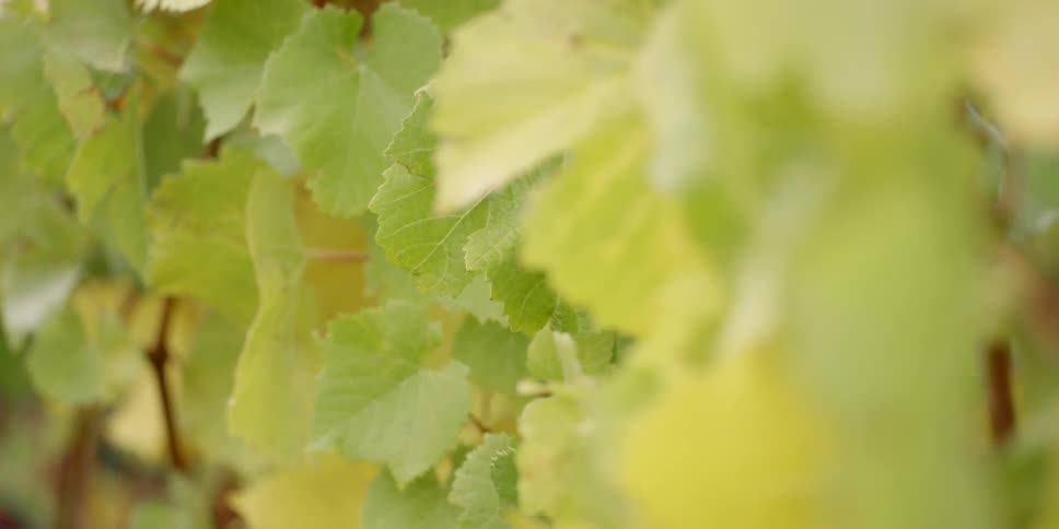 Leaves are shown in the sunlight