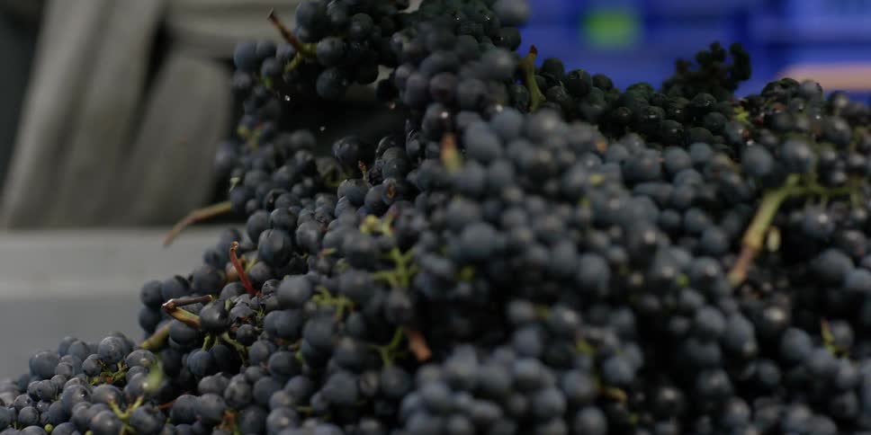 A person is dumping bins full of grapes onto a large pile