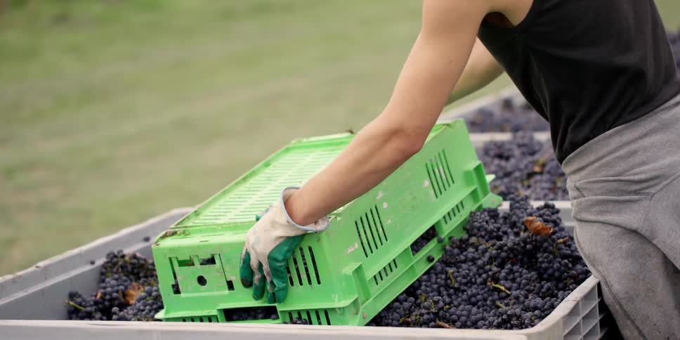 A man tosses a basket of grapes into a larger container in a vineyard